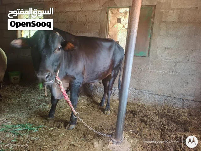 ثور محلي العمر سنتين