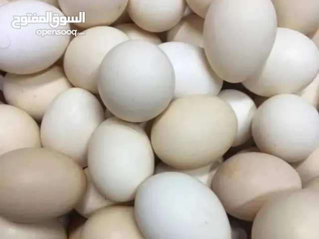 بيض محلي مخصب بالحجز في ضيان الجهاور