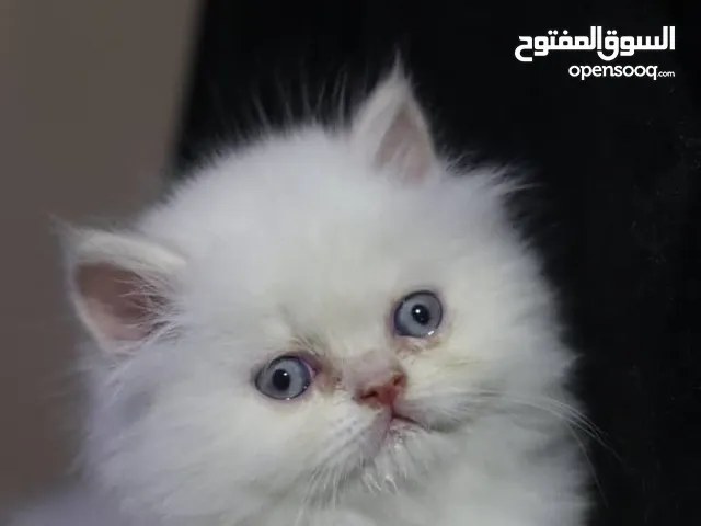 ماشاء الله تبارك الرحمن قطط هملايا ع بيرشن مستوى فخم جدا