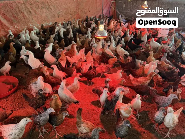 للبيع دجاج عماني فرنسي عمر ثلاث شهور كميات كبيره ( يوجد فيديو )