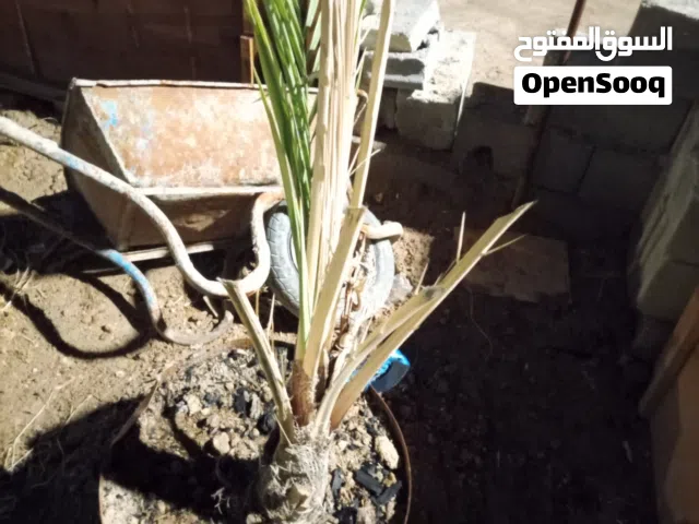 فرخ برحي الصلي مال ابو الخصيب