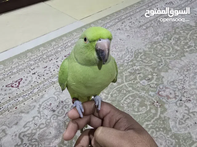 Indian ring parrot