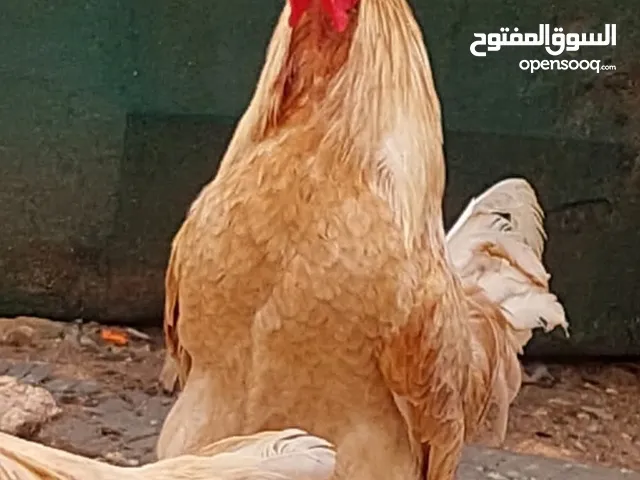 فراخ جاج مندره البزره الاصليه ماخذات جميع المطاعيم