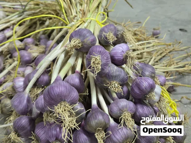 للبيع ثوم الجبل الأخضر أحجام كبيرة الكيلو 3ريال تشتري كميه أقل ويتوفر نقل جميع ولايات السلطنة