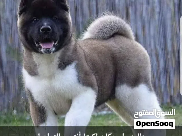looking for female american akita