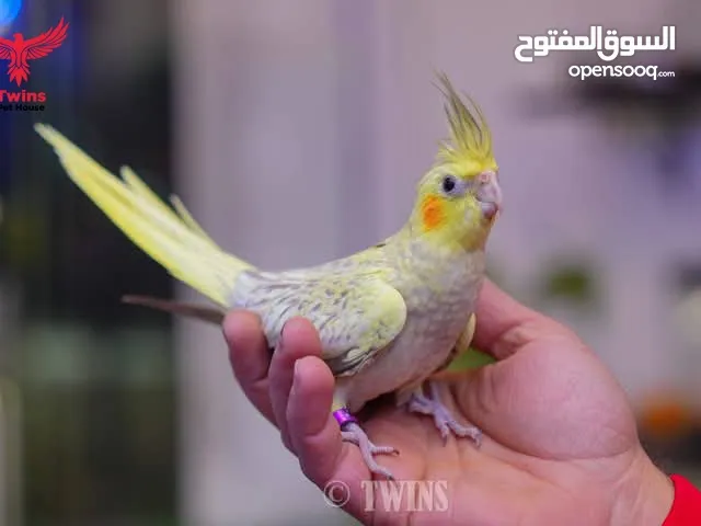 يتوفر لدينا مجموعه انواع طيور اليفه دره اليف لوري اليف كوكتيل اليف روز اليف حب اليف