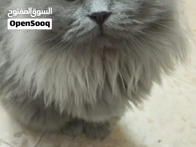بس شيرازي .