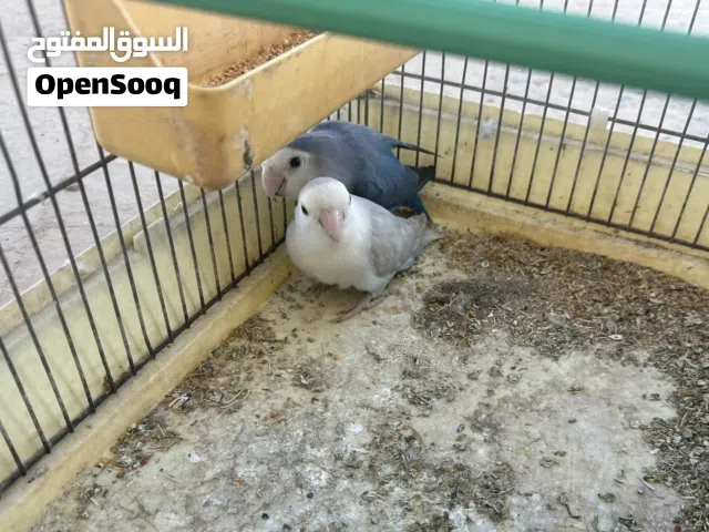 كوبيه بركديلو مصوقره فطويل سعرها 170 بلقفص والحضانه