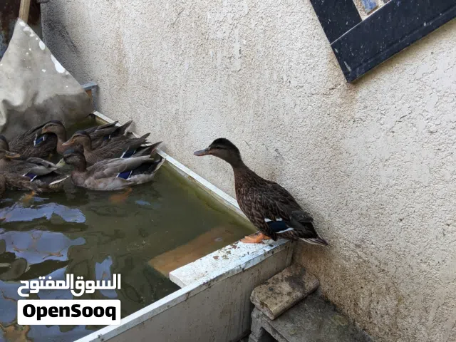 بش خضيري للبيع ابو الخصيب البهادريه