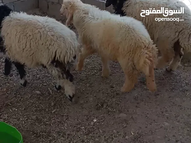 غنم للبيع مكاني ابو الخصيب
