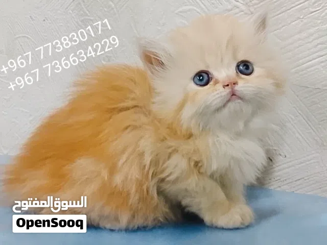 قطط شيرازي