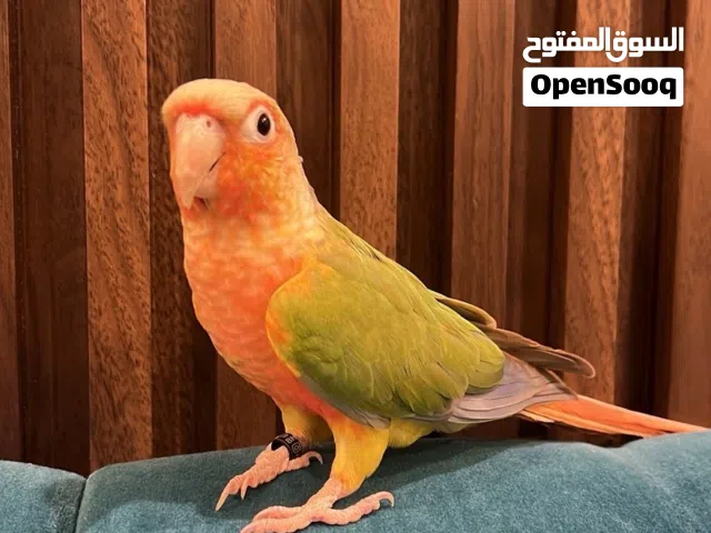 كنيور للبيع اليف يحب يلعب