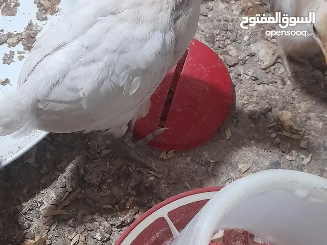 صيصان عمر شهر بلدي ولوهمان خالي من الفيومي حبات بالصلاة عالنبي
