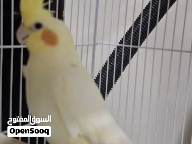 بيغاء كوكتيل اصفر ذكر اليف 25%وزن و صحه جيده عمر 9 اشهر الى سنه جاهز لزواج قابل لتفاوض بالمعقول