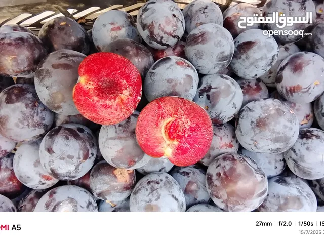 برقوق الجبل الاخضر