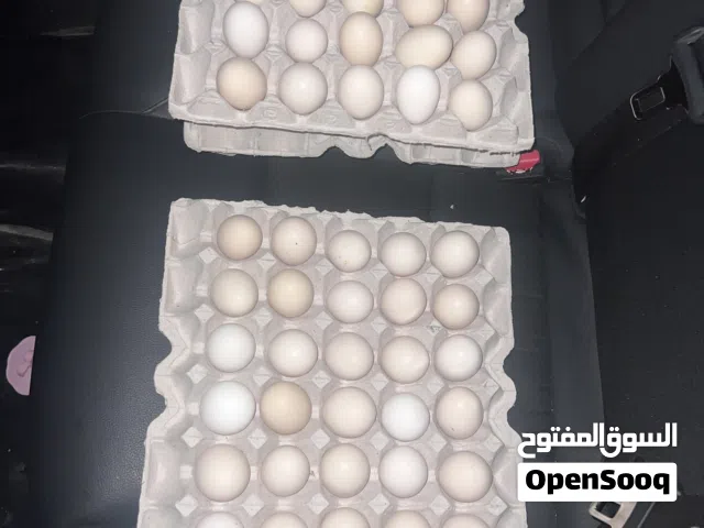 بيض مخصب 2.5