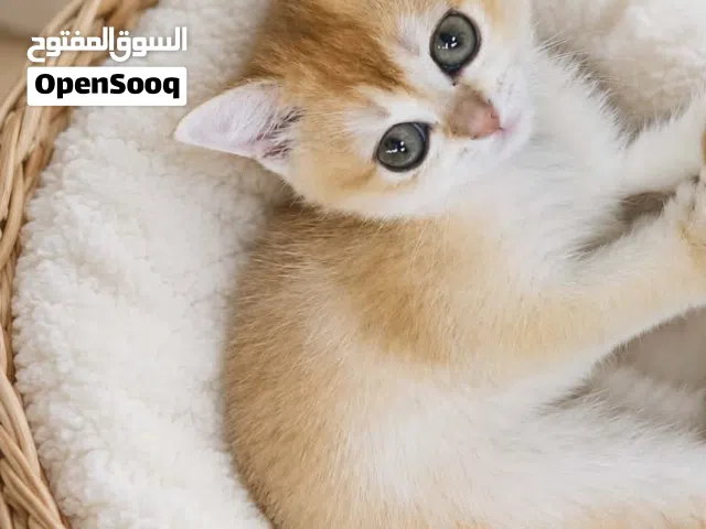 سكوتش ستريت  جولد