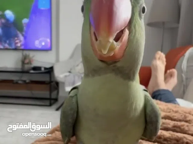 ذكر نيبالي اليف جدا جاهز للكلام مع القفص و الاكل والتوصيل طير اليف جدا و صحته جدا ممتازة عينك ميزانك