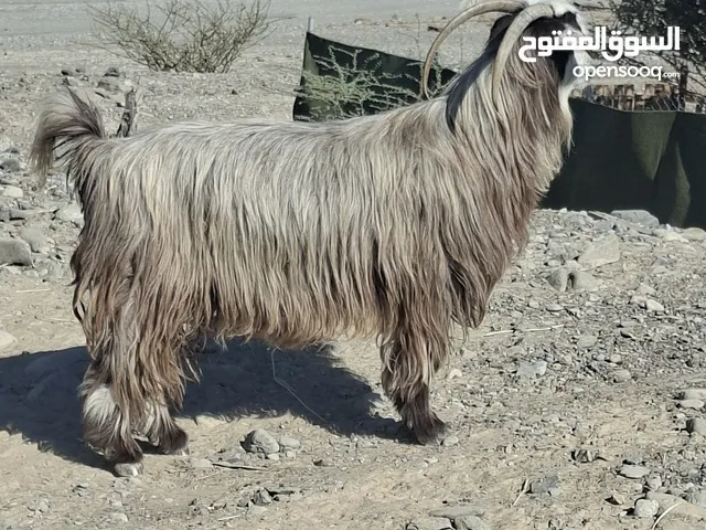 عنز راهيه جدا من حلال بني سعيد ضخمه ماشاءالله