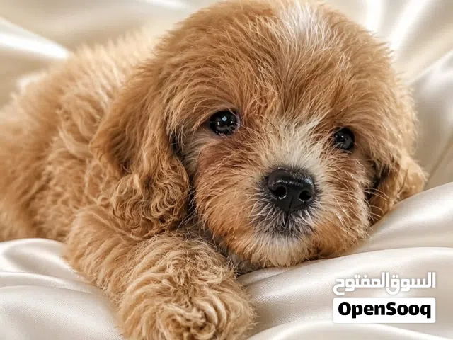 Toy Size Maltipoo
