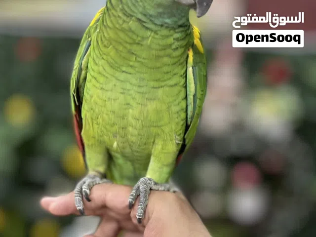 ببغاء أمازون فيروزي متكّلم