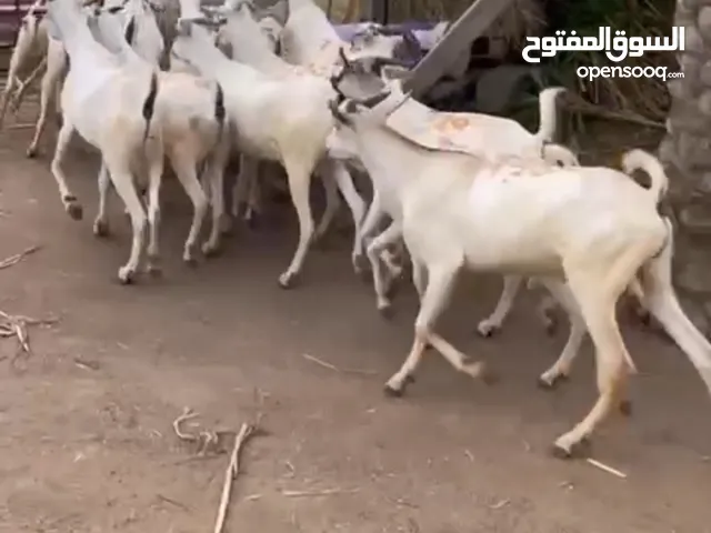 تيوسه صوماليه مطعومه -التواصل علرقم