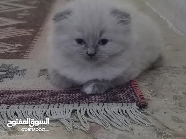 قط للبيع في الاردن (عمان) لايوجد خدمة توصيل.