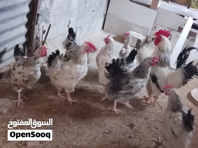 دجاج ساكسي أمريكي