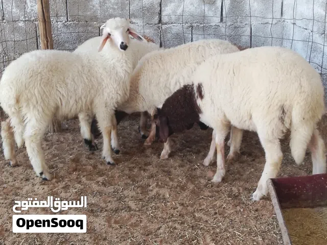 سلام عليكم متوفرات (4) حواله حليب