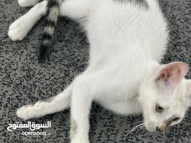 قطط للتبني