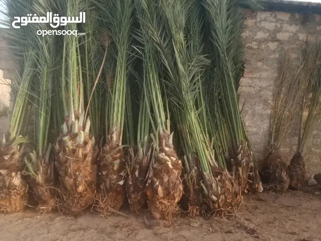 جبارات نوع برنسي درجة اولى اكتر من 70 طرف