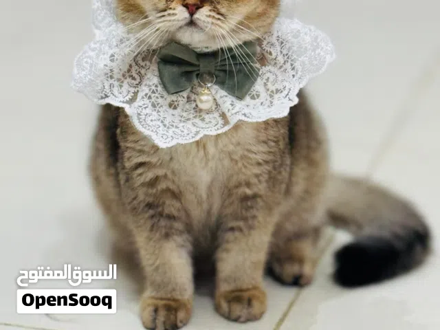 قطه سكوتش فولد شانشيلا: Scottish Fold Chinchilla cat للتبني
