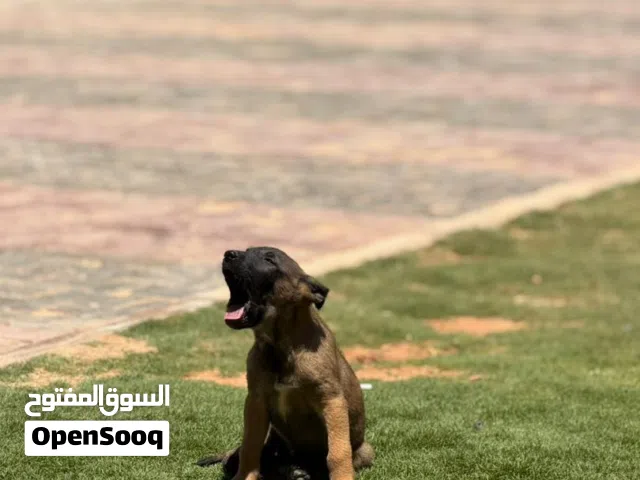 منوه 3شهور كلاب تبارك الرحمن