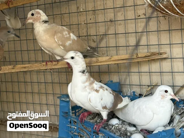 للبيع حمام بر صيني