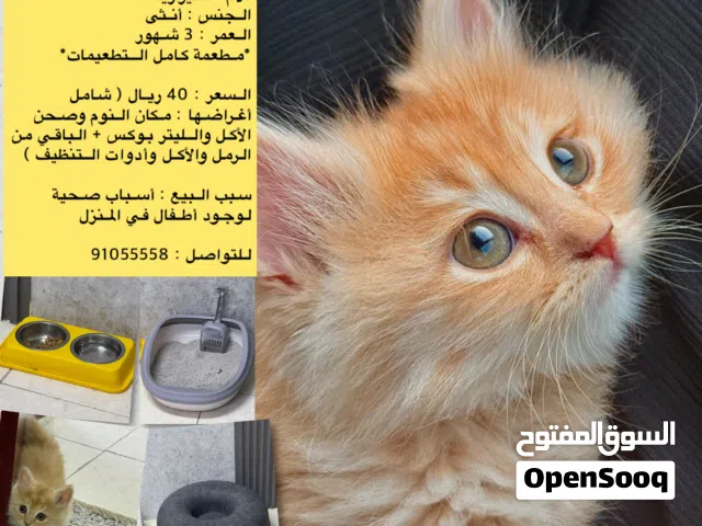 قطة شيررازية بيور للبيع عمرها 3 شهور مع جميع مستلزاماتها