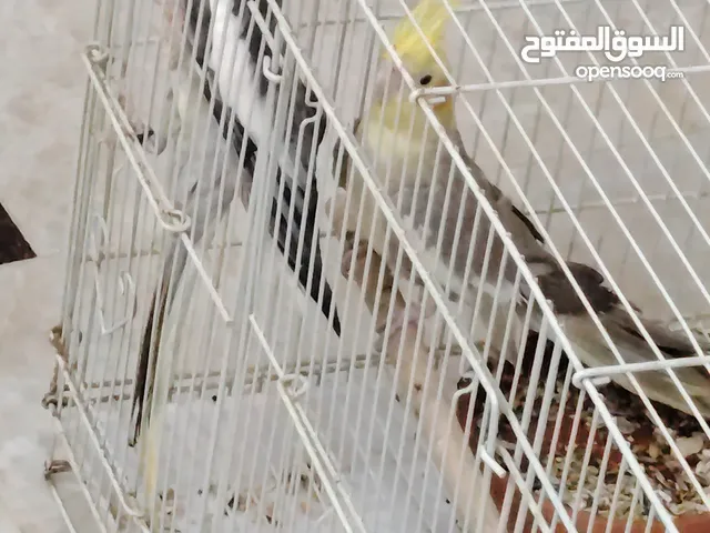 زواج كروان انتاج