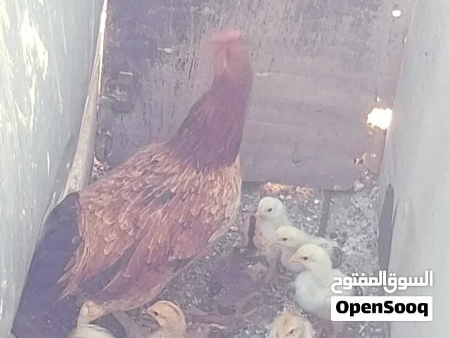 دجاجه بلديه + 11 صوص