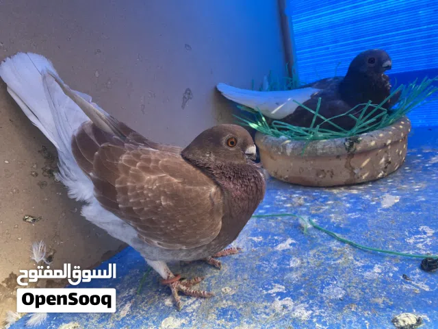 منمرات حمر