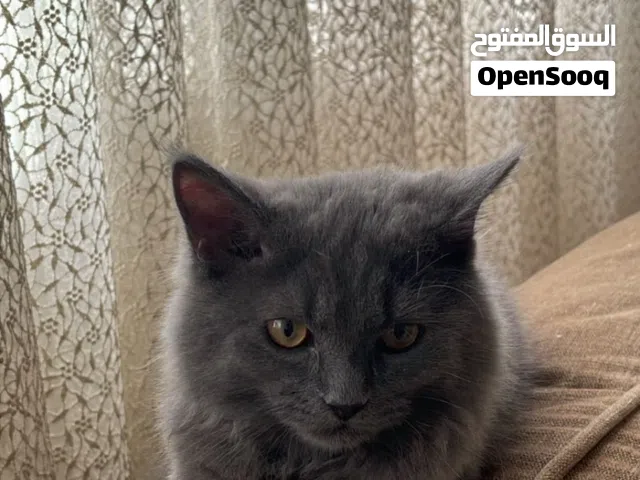 قط هملايا لعوب وبصحة جيدة