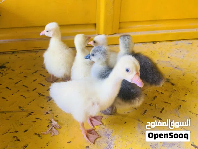 بطوط كوبرا خط اول عدد 6 تك سعر التك 10 الاف مكاني بصره شط ألعرب الكباسي