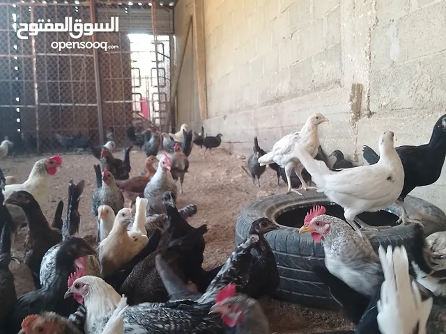 فراخ بلدي للبيع