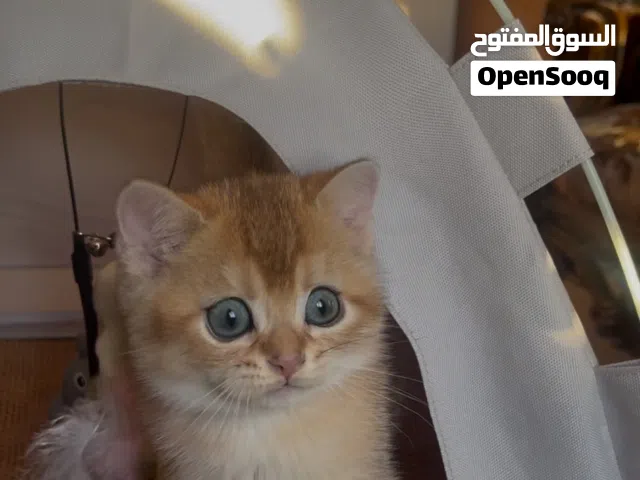 Scottish male with parents pedigree