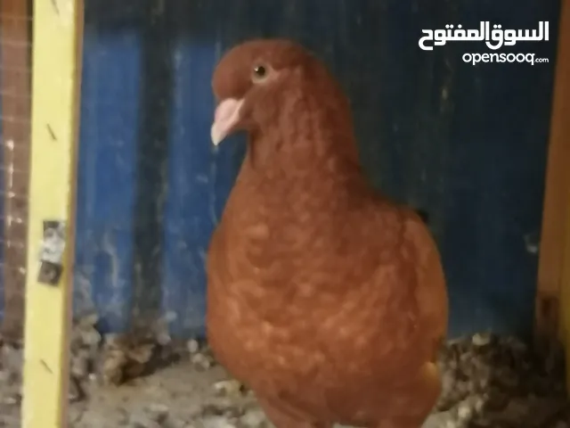 بسم الله ماشاء الله فحل كنغ شغال احمر+فرخ كنغ أمريكي حجم سوبر جامبو لون أحمر مميز في مادبا