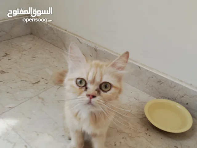 قطة فارسيه شرازيه