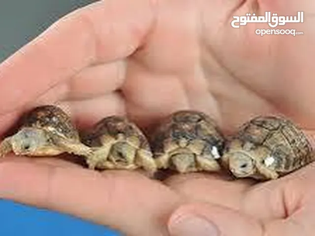سلاحف صغيرة للبيع