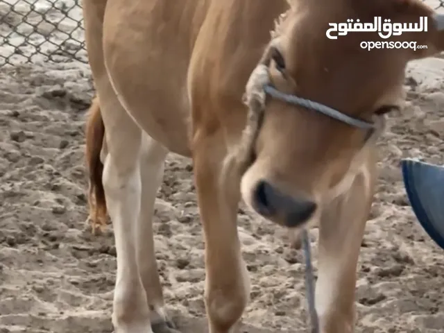 بقرة عمرها 9 شهور