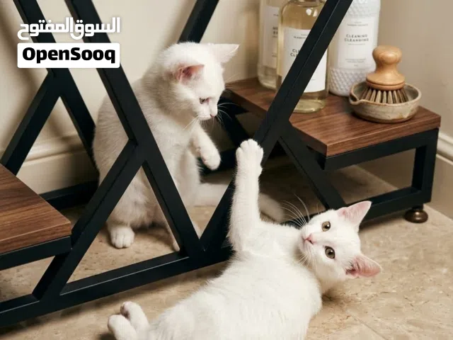 للتبني قطه شيرازي مع أولادها  For adoption a Shirazi cat with her children