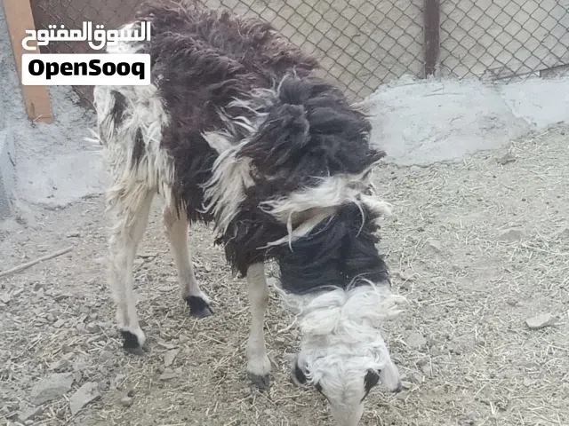 السلام عليكم البيع كبش عماني ماشاء الله شوف الوصف