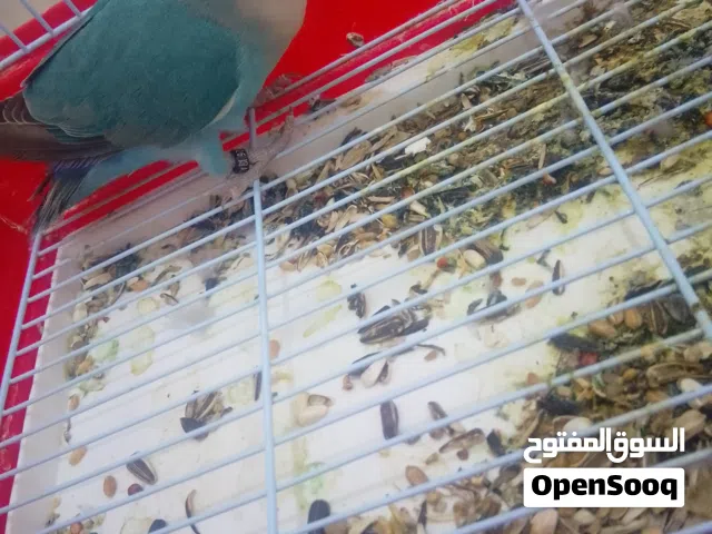 طير حب النوع روز العمر 5 أشهر الجنس انثى حط سعرك عجبني شيل