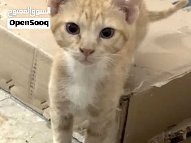 قط ذكر للتبني Male Orange kitten for adoption